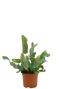 Phlebodium Blue Star