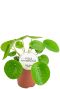 Pilea peperomioides 1