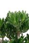 Crassula Hobbit