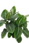 Dieffenbachia Reflector