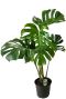 Monstera Siltepecana