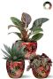 Plantes a feuilles rouges