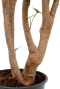 Aralia Balfourii