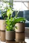 Pot bernt plant goud