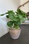 Monstera Siltepecana