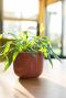Pot nine plant rose