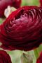 Alocasia Branchifolia Pink Passion blad