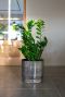 Monstera Siltepecana