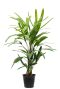 Rhapis excelsa plant