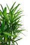 Monstera Siltepecana