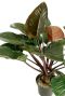 Rood met groen blad