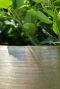 Epipremnum Pinnatum Global Green