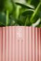 Syngonium Pink Splash