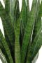 Monstera Siltepecana