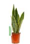 Sansevieria Laurentii kamerplant online bestellen bij 123planten