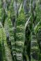 Sansevieria coral black kamerplant