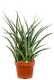 Sansevieria fernwood