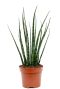 Sansevieria fernwood 1