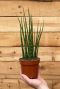 Plante mikado Sansevieria fernwood 