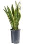 Sansevieria laurentii hydrocultuur plant