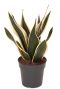 Sansevieria super flame kamerplant