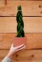 Sansevieria twister