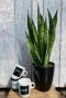 Alocasia Branchifolia Pink Passion blad