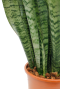 Hoya Krohniana Silver blad