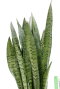 Alocasia Branchifolia Pink Passion blad