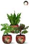 Schaduwplanten in rode pot