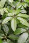 Syngonium Red Spot blad