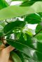 Schefflera amate petite feuille