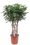 Schefflera arboricola pflanze