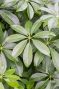 Epipremnum Pinnatum Global Green