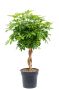 Schefflera boom kamerplant