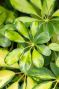 Schefflera gold capella blad