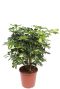 Scindapsus Treubii Dark plant