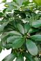 Alocasia Branchifolia Pink Passion blad