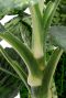 Dieffenbachia Reflector