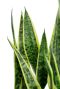 Alocasia Branchifolia Pink Passion blad