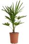 Syngonium Red Spot blad