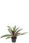 Tradescantia spathacea