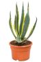 Agave americana