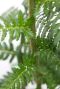 Monstera Siltepecana