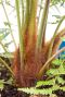 Alocasia Branchifolia Pink Passion blad
