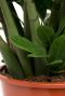 Epipremnum Pinnatum Global Green