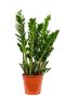 Zamioculcas plant