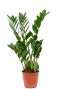 Zamioculcas plant 1