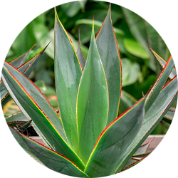 Entretien Agave