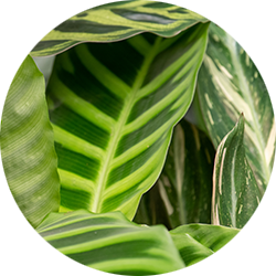 Entretien du Calathea